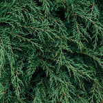 Spray vegetal luxuriant 100ml Ma boutique